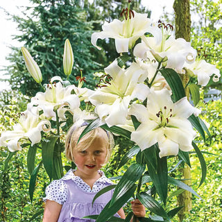 Sunrise Summit Lily Tree Collection