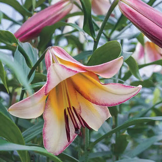 Sunrise Summit Lily Tree Collection