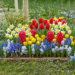 Colour Carnival Border Collection
