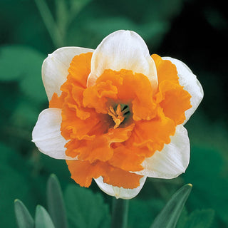 Daffodil Orangerie