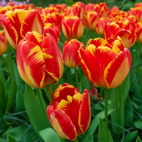 Banja Luka Tulip – Breck's