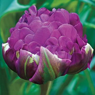 Double Negrita Tulip