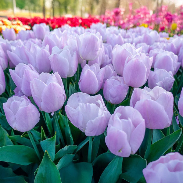 Buy Candy Prince Tulip | Tulip Bulbs | Breck's Bulbs Canada