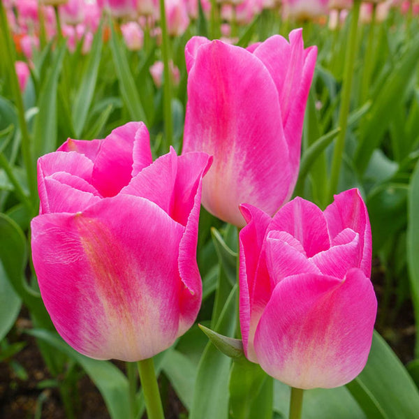 Buy Dynasty Tulip | Single Tulips | Breck's Bulbs Canada