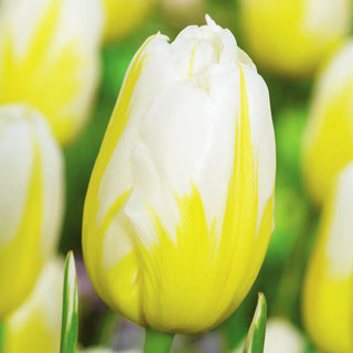 Lemon Meringue Tulip