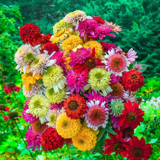 Hybridizer’s Coneflower Mixture™