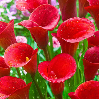 Red Alert® Calla Lily