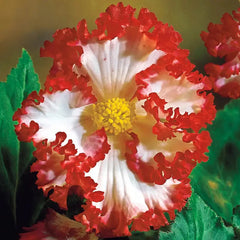 White Red Crispa Marginata Begonia
