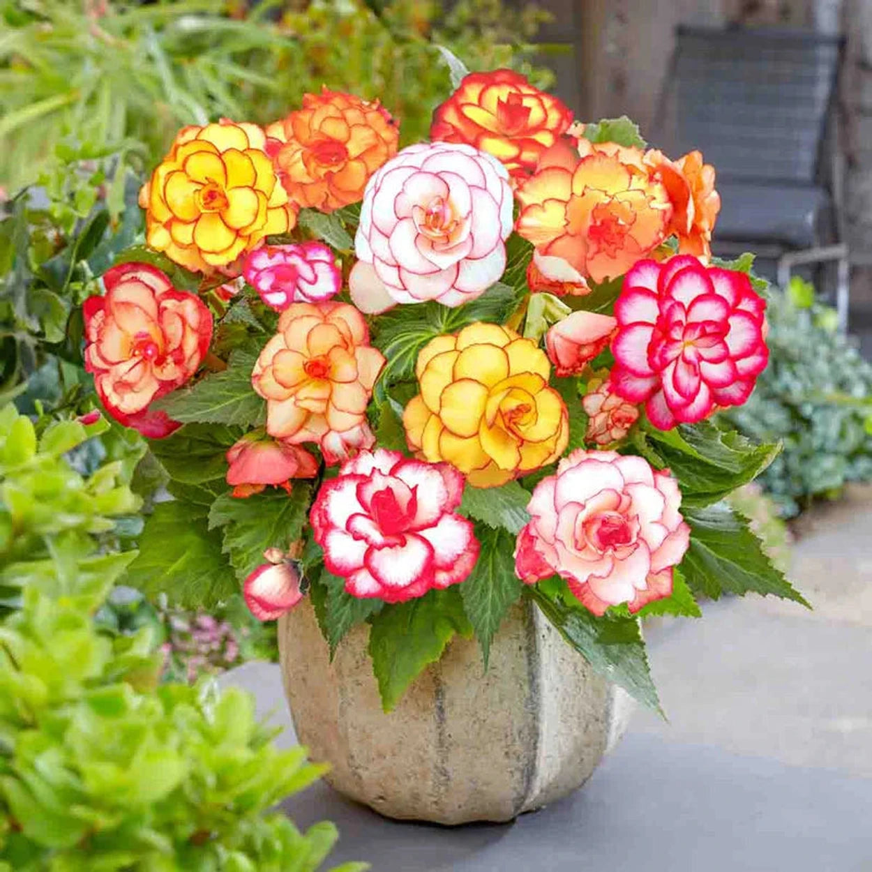 Picotee Begonia Mixture | BrecksBulbs.ca Picotee Begonia Mixture | BrecksBulbs.ca