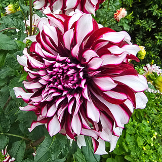 Tartan Dahlia