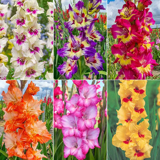 Festival of Colours Gladiolus Collection