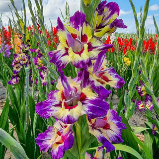 Festival of Colours Gladiolus Collection