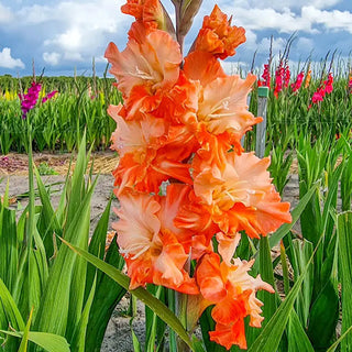 Festival of Colours Gladiolus Collection