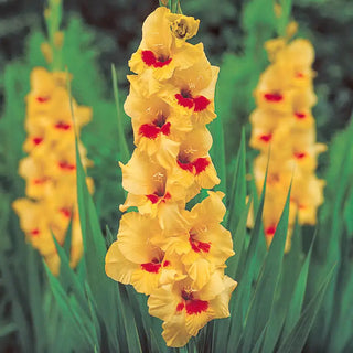 Festival of Colours Gladiolus Collection