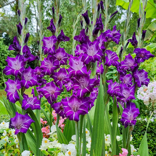 Hallowy Gladiolus