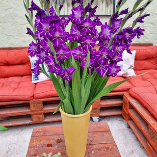 Hallowy Gladiolus
