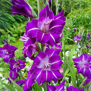 Hallowy Gladiolus