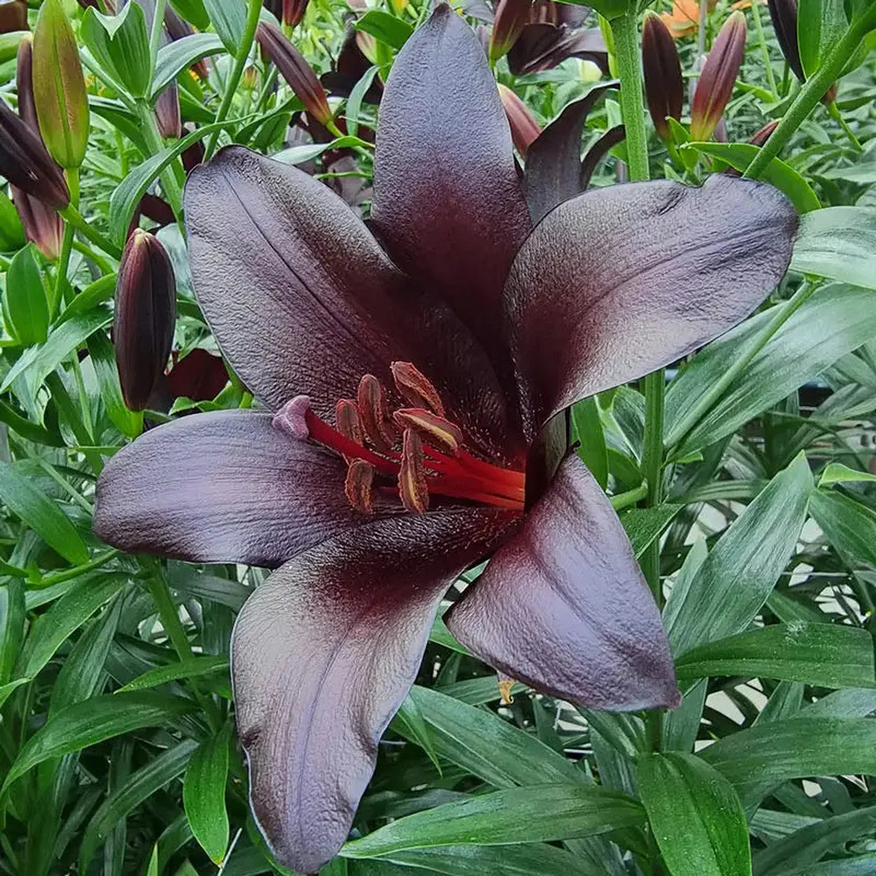 brecks asiatic lilies Black Ship Lily – Breck's