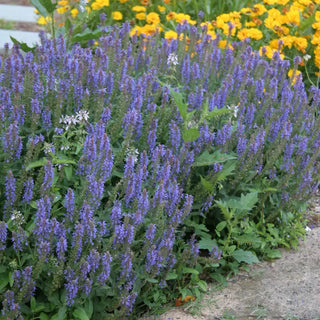 Blue Hill Salvia