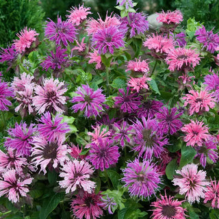 Blue Shades Bee Balm Mixture