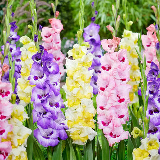 Finger Paint Gladiolus Mixture