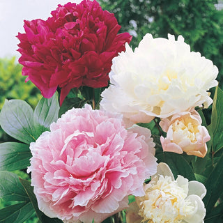 Peony Mixture Super Sak