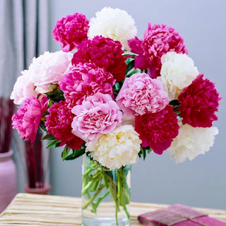 Peony Mixture Super Sak