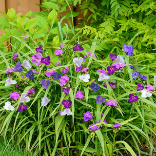 Widow’s Tears Mixture