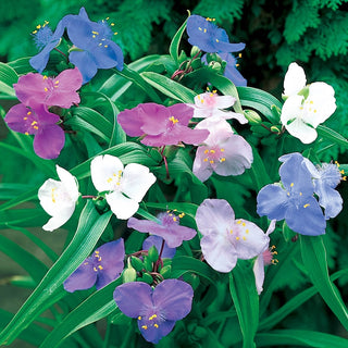 Widow’s Tears Mixture