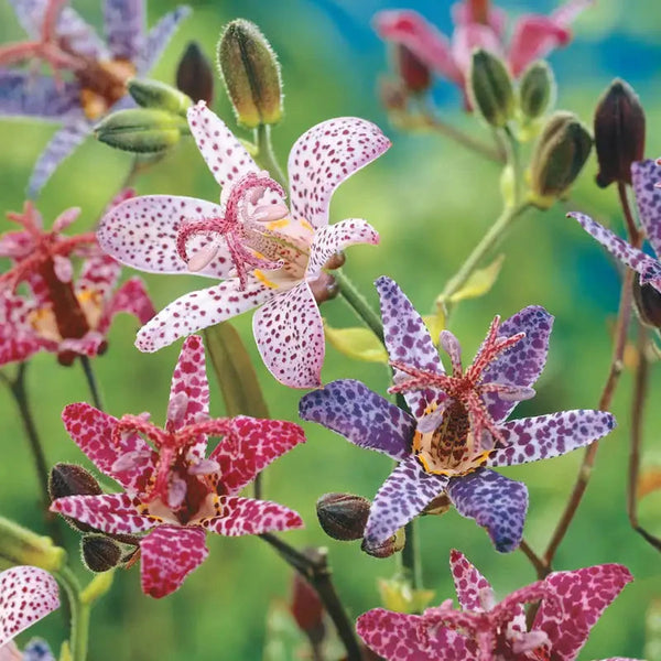 FLOWERS 四季 switch Toad Lily Mixture | BrecksBulbs.ca