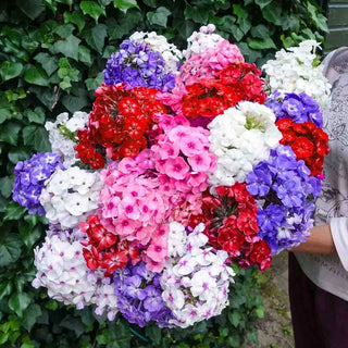 Tall Hybrid Phlox Mixture