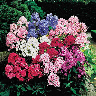 Tall Hybrid Phlox Mixture