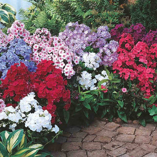 Tall Hybrid Phlox Mixture