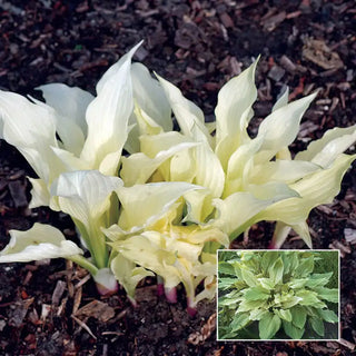 White Feather Hosta