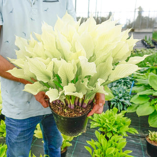 White Feather Hosta