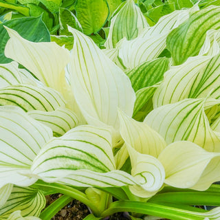 White Feather Hosta