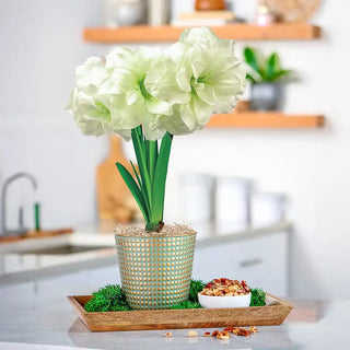Alfresco Amaryllis Single