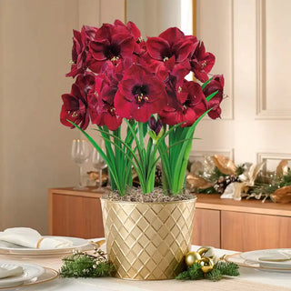 Amaryllis Colossal Benfica