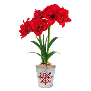 Cherry Nymph Amaryllis Triple