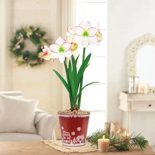 Picotee Amaryllis In Candy Stripe Pot
