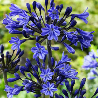 Black Buddhist Agapanthus