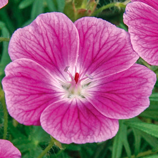 Elke Everblooming Hardy Geranium
