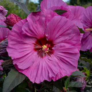Berry Awesome Hibiscus
