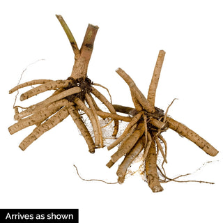 Berry Awesome Hibiscus