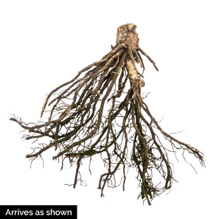 Tokudama flavocircinalis Hosta