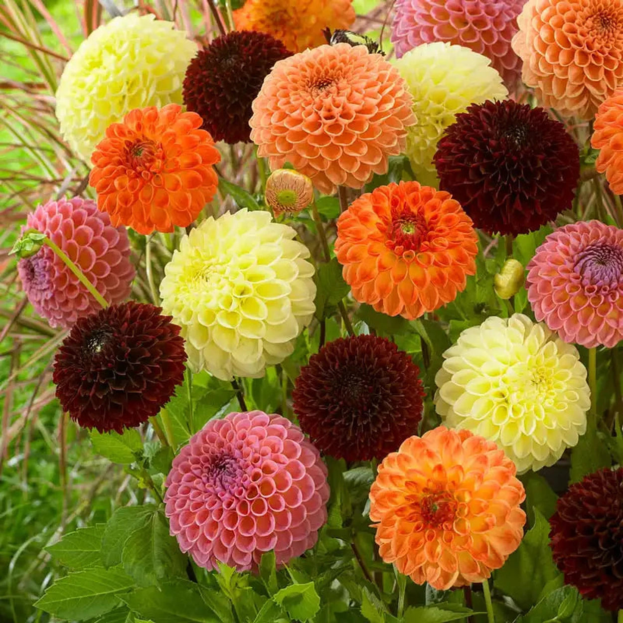 ball dahlia seeds Ball Dahlia Mixture – Breck's