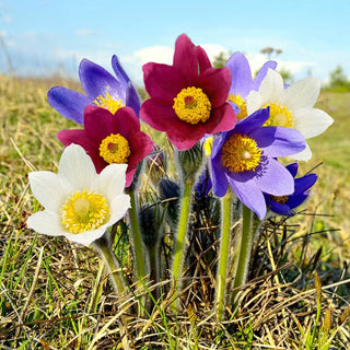 Pasque Flower Mixture