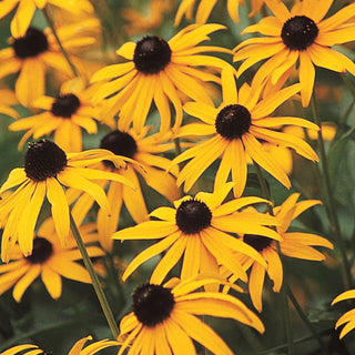 Goldsturm Rudbeckia Super Sak