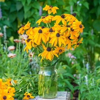 Goldsturm Rudbeckia Super Sak