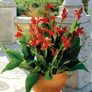 Lucifer Dwarf Canna